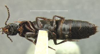 Media type: image;   Entomology 7277 Aspect: habitus ventral view